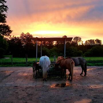 Bild: Stall in  Seefeld