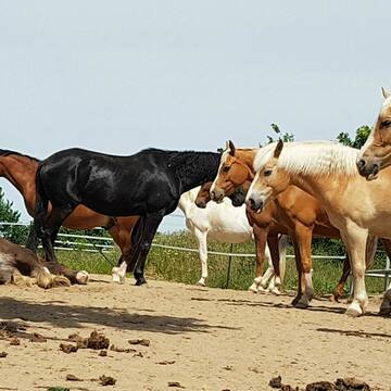 Bild: Stall in  Schleswig