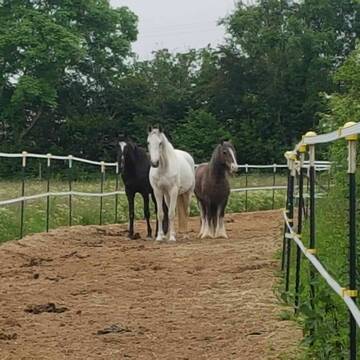 Bild: Stall in  Schleswig
