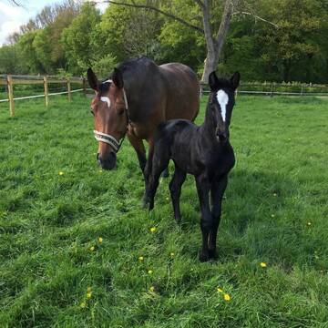 Bild: Stall in  Eller