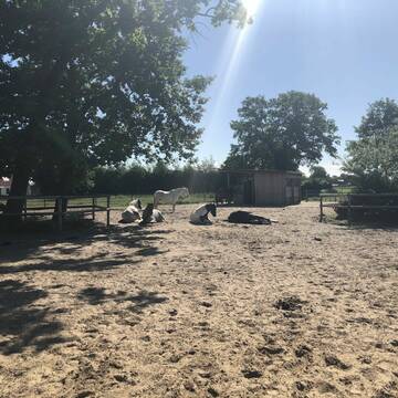 Paddock / Herdenleben