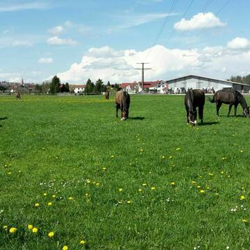 Koppelgang in Stuten- und Wallachgruppen