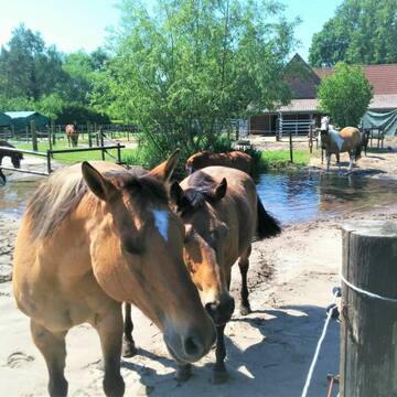 Bild: Stall in  Warendorf
