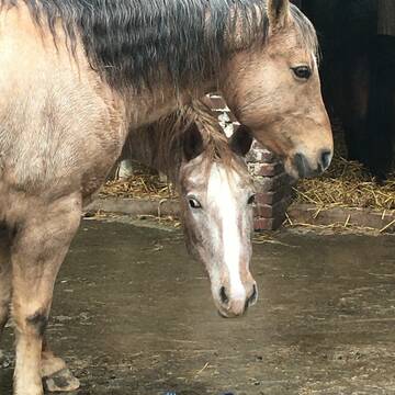 Bild: Stall in  Hattingen