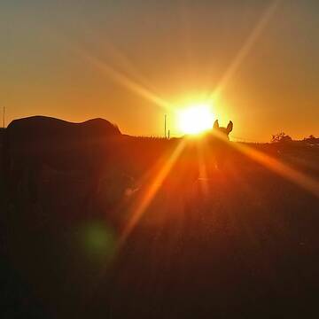 Bild: Stall in  Schlaitdorf