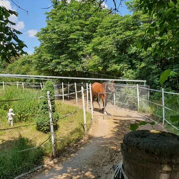 Freilaufführanlage 19 Meter. Wandern im Grünen.