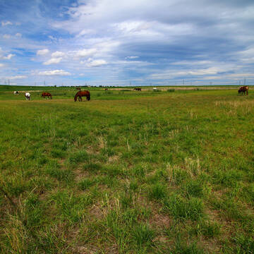 Bild: Stall in  Westhofen