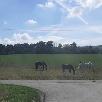 Bild: Stall in  Sulzbach