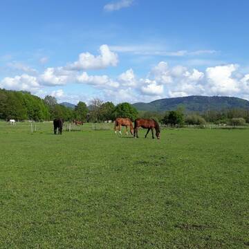 Bild: Weide in  Hügelsheim
