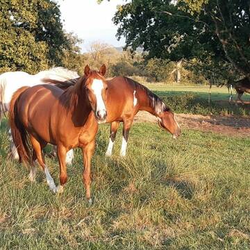 Bild: Weide in  Hügelsheim