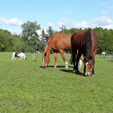 Bild: Weide in  Hügelsheim