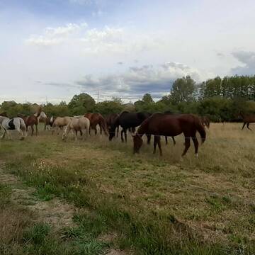 Bild: Weide in  Hügelsheim