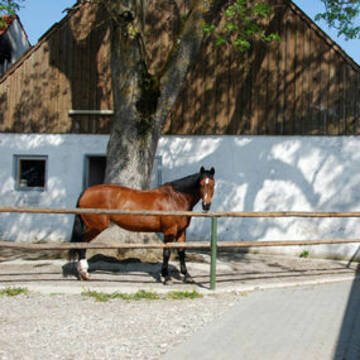 5 - Kleiner Stall mit Paddockboxen