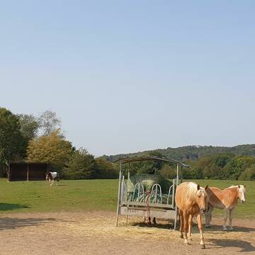 Bild: Weide in  Hennef (Sieg)