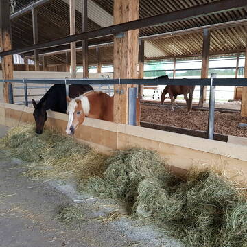 Offenstall Fressbereich