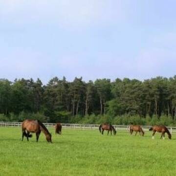 Bild: Stall in  Bawinkel