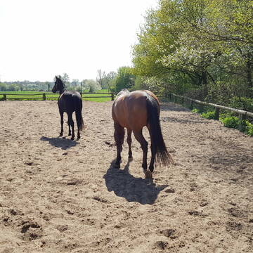 Bild: Stall in  Dülmen