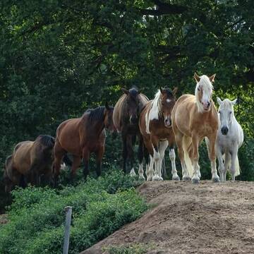 Bild: Stall in  Creußen