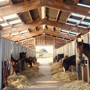 Bild: Stall in  Windeck