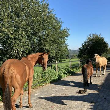 Männer WG im Laufstall