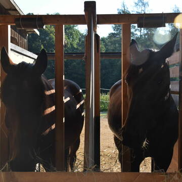 Bild: Stall in  Duggendorf