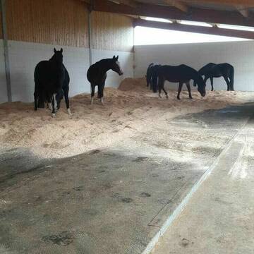 Bild: Stall in  Renningen