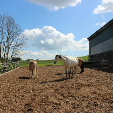 Hackschnitzelpaddock