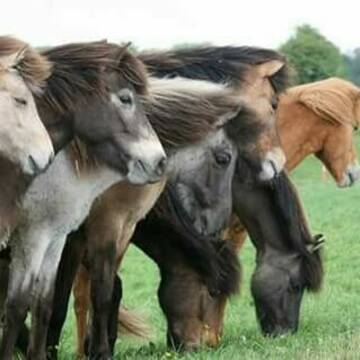 Bild: Stall in  Bücken
