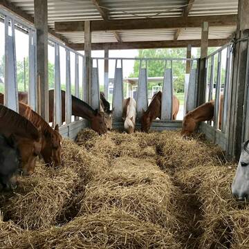 Bild: Stall in  Honigsee