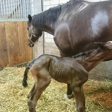 Bild: Stall in  Ibind