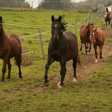 Bild: Stall in  Meßkirch