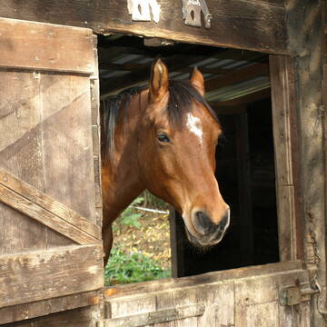 Bild: Stall in  Oestrich-Winkel