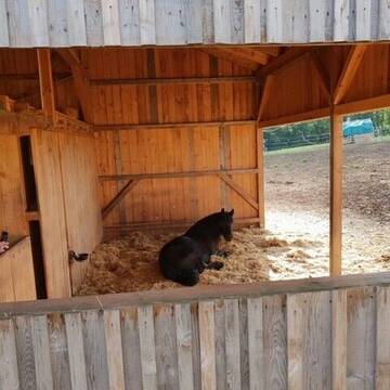 Bild: Stall in  Kallmünz