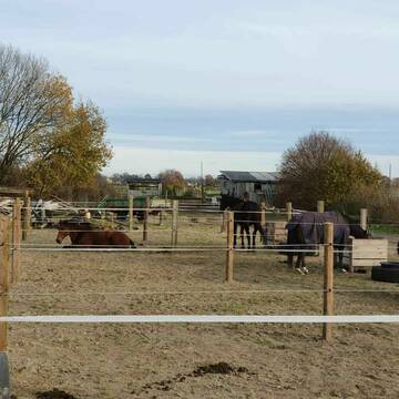 Winter koppel mit heu und Wasser