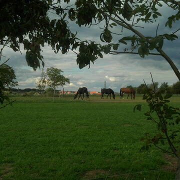 Bild: Stall in  Offenthal