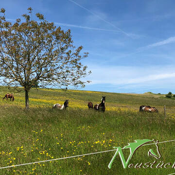 Bild: Stall in  Freudenburg