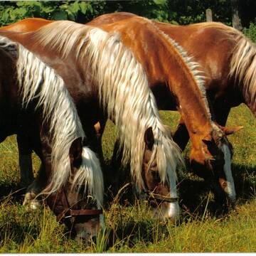 Bild: Stall in  Strausberg