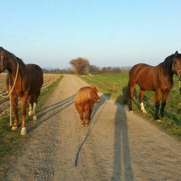 Bild: Stall in  Barsinghausen