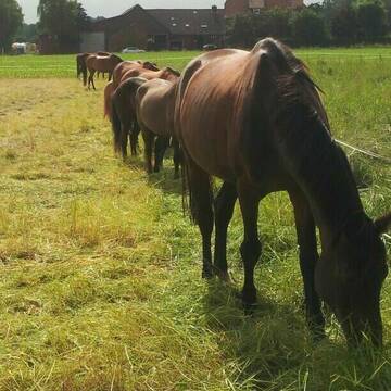 Bild: Stall in  Barsinghausen