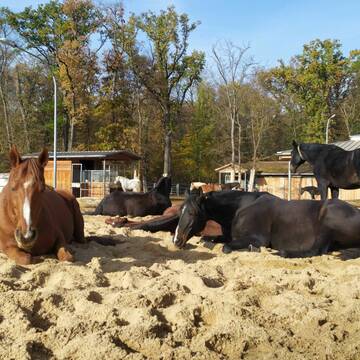 Gemeinsames Mittagsschläfchen in der Sonne