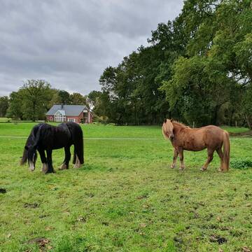 Bild: Stall in  Schwanewede
