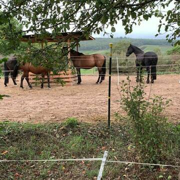 Bild: Stall in  Waldalgesheim