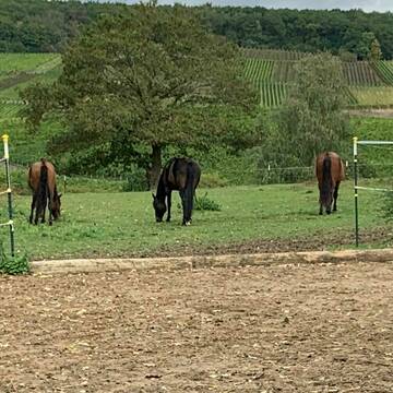 Bild: Stall in  Waldalgesheim