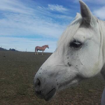 Bild: Reitbeteiligung in  Obersontheim