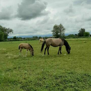 Bild: Stall in  Legelshurst