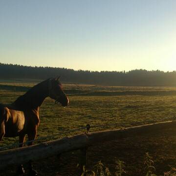 Bild: Stall in  Sonnenham
