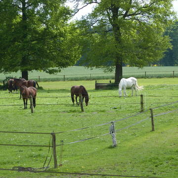 Bild: Stall in  Billerbeck
