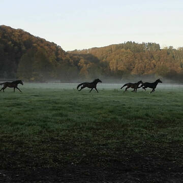 Bild: Weide in  Eitorf