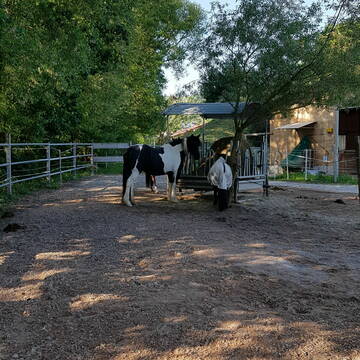 Aussenbereich Offenstall mit Heuraufe, Gruppe 1