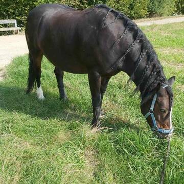 Bild: Reitbeteiligung in  Plattenhardt